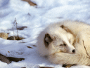 photograph: snow fox sleeping culed up on snow